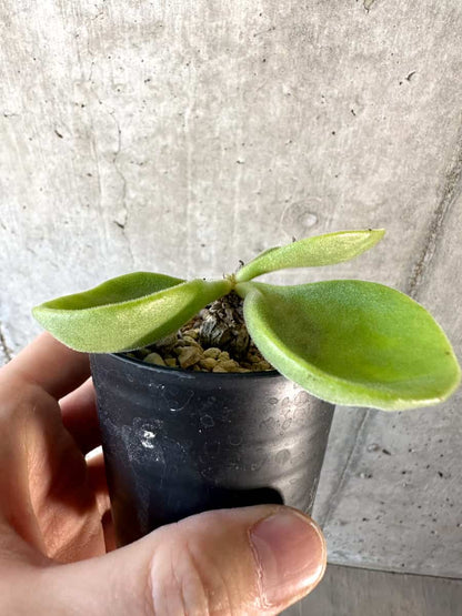 【現品限り】チレコドン・エラフィアエ【D15】 Tylecodon ellaphiae(Rosyntjieberg)