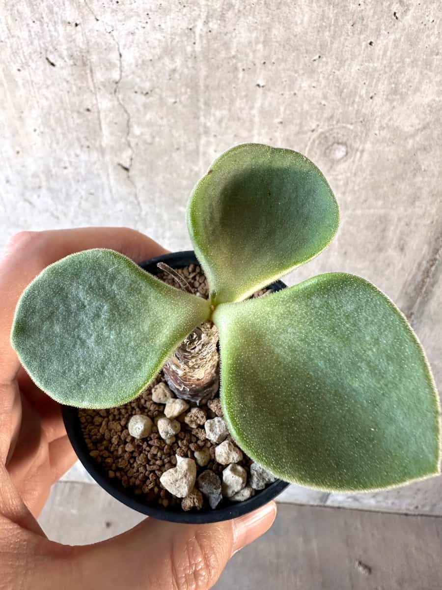 【現品限り】チレコドン・アトロプルプレウス【D16】 Tylecodon atropurpureus