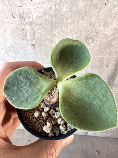 【現品限り】チレコドン・アトロプルプレウス【D16】 Tylecodon atropurpureus