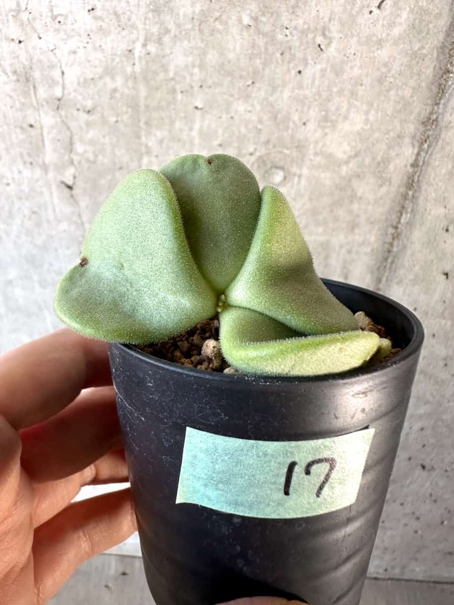 【現品限り】チレコドン・アトロプルプレウス【D17】 Tylecodon atropurpureus