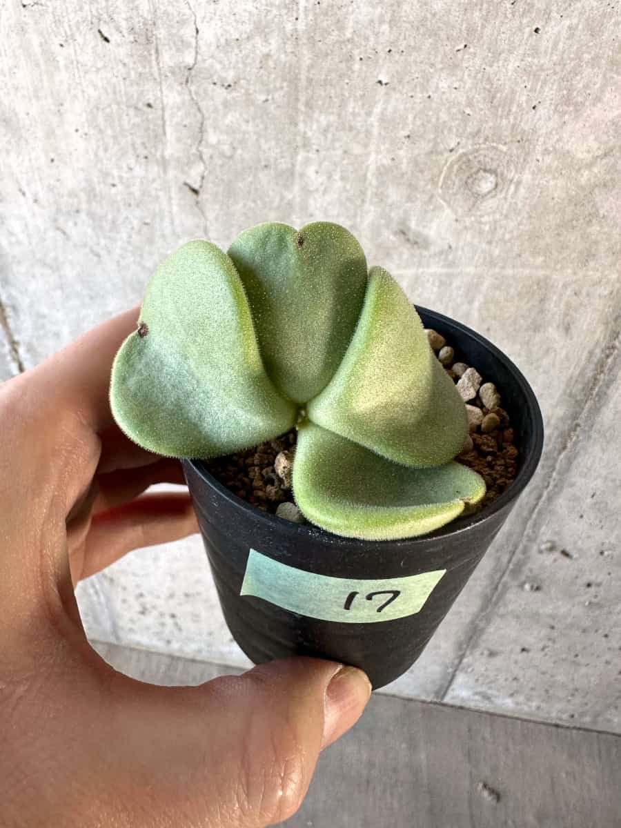 【現品限り】チレコドン・アトロプルプレウス【D17】 Tylecodon atropurpureus