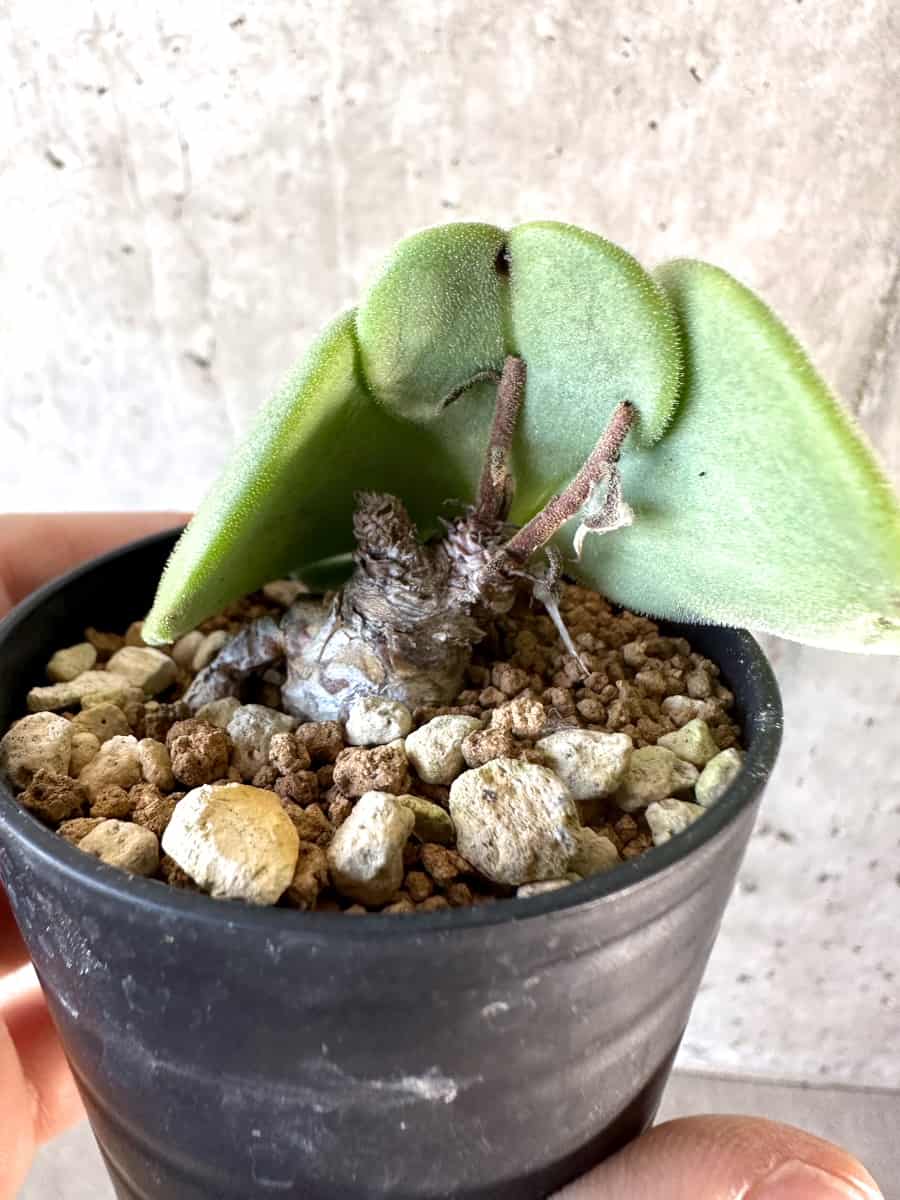 【現品限り】チレコドン・アトロプルプレウス【D17】 Tylecodon atropurpureus