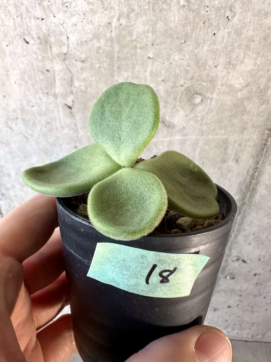 【現品限り】チレコドン・アトロプルプレウス【D18】 Tylecodon atropurpureus