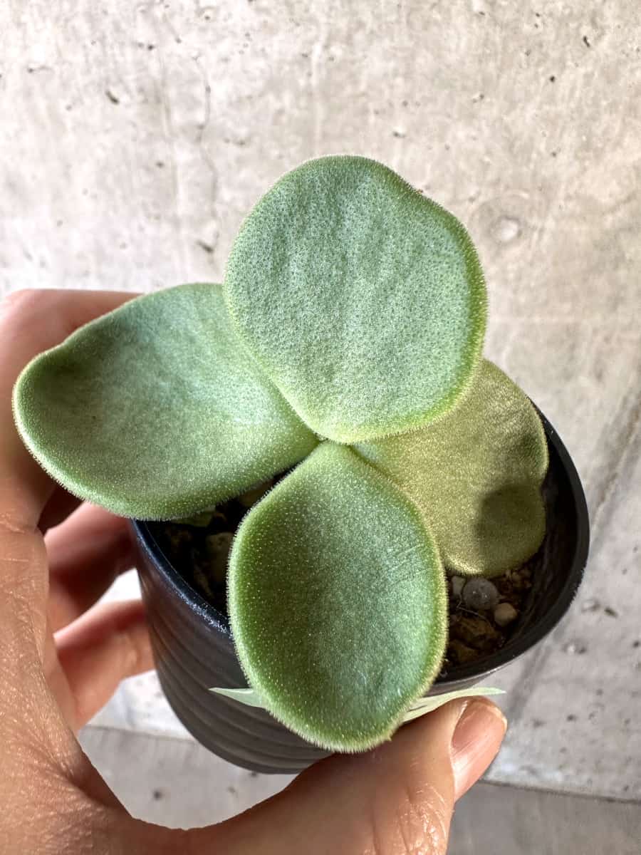 【現品限り】チレコドン・アトロプルプレウス【D18】 Tylecodon atropurpureus