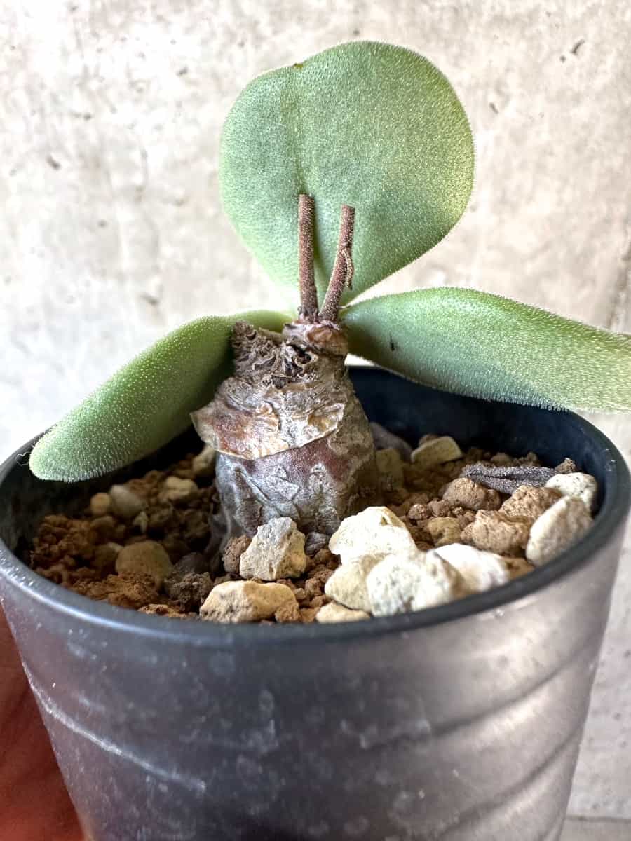 【現品限り】チレコドン・アトロプルプレウス【D18】 Tylecodon atropurpureus