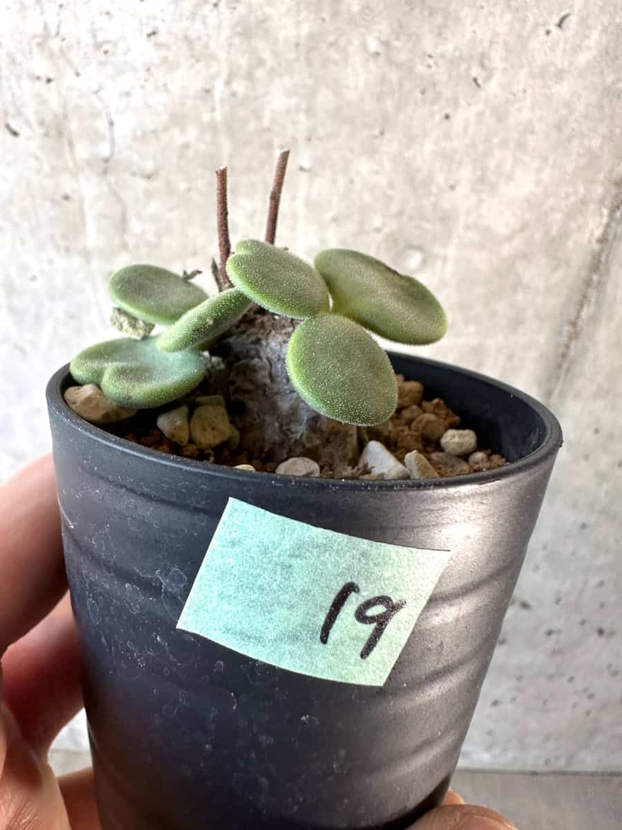 【現品限り】チレコドン・アトロプルプレウス【D19】 Tylecodon atropurpureus