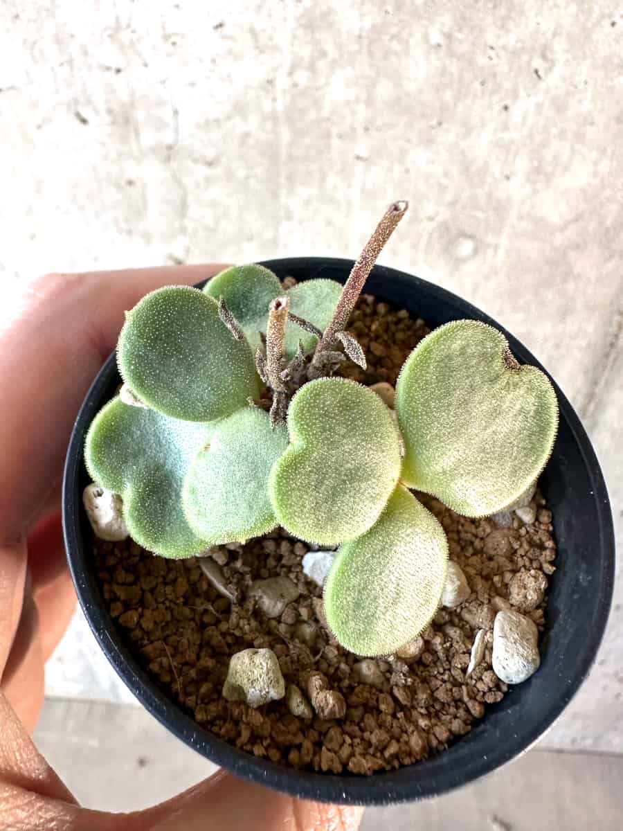 【現品限り】チレコドン・アトロプルプレウス【D19】 Tylecodon atropurpureus