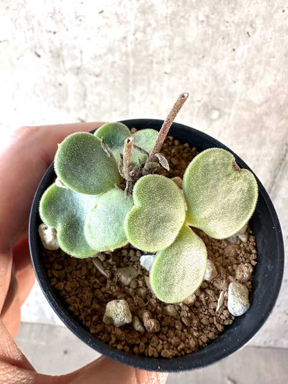 【現品限り】チレコドン・アトロプルプレウス【D19】 Tylecodon atropurpureus