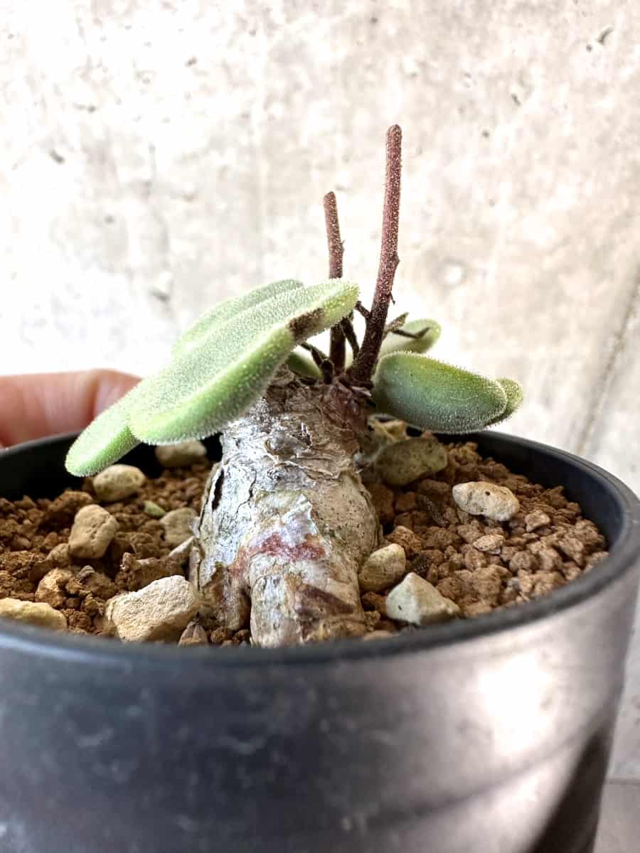 【現品限り】チレコドン・アトロプルプレウス【D19】 Tylecodon atropurpureus