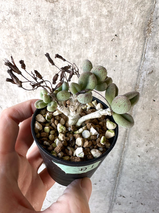 【現品限り】チレコドン・sp ノヴァ【D1】 Tylecodon sp nova