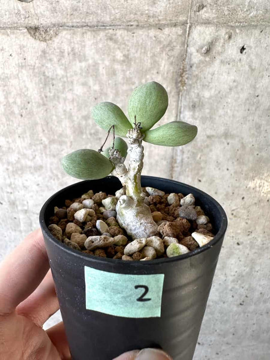 【現品限り】チレコドン・sp ノヴァ【D2】 Tylecodon sp nova