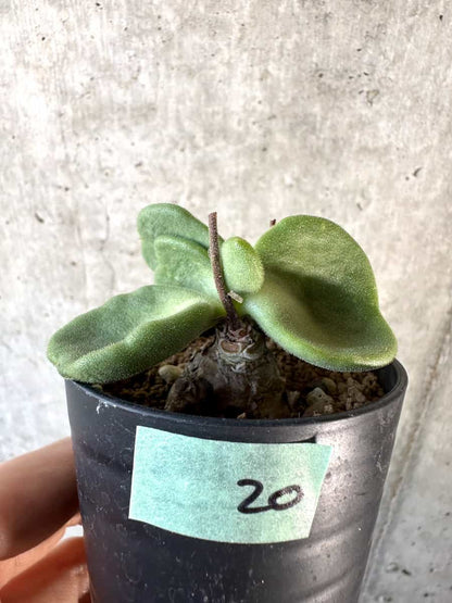 【現品限り】チレコドン・アトロプルプレウス【D20】 Tylecodon atropurpureus