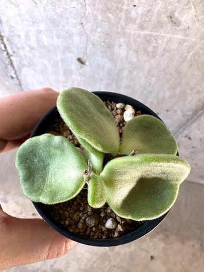 【現品限り】チレコドン・アトロプルプレウス【D20】 Tylecodon atropurpureus