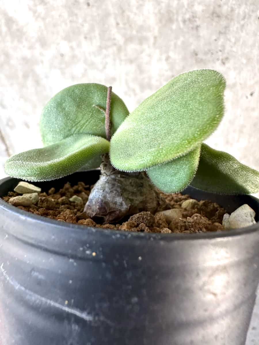 【現品限り】チレコドン・アトロプルプレウス【D20】 Tylecodon atropurpureus