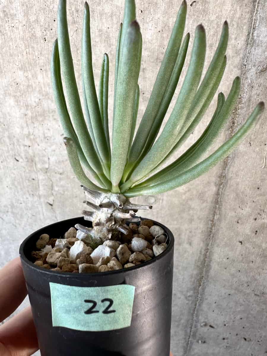 【現品限り】チレコドン・ワリチー【D22】 Tylecodon wallichii