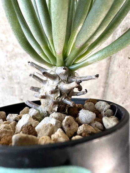 【現品限り】チレコドン・ワリチー【D22】 Tylecodon wallichii