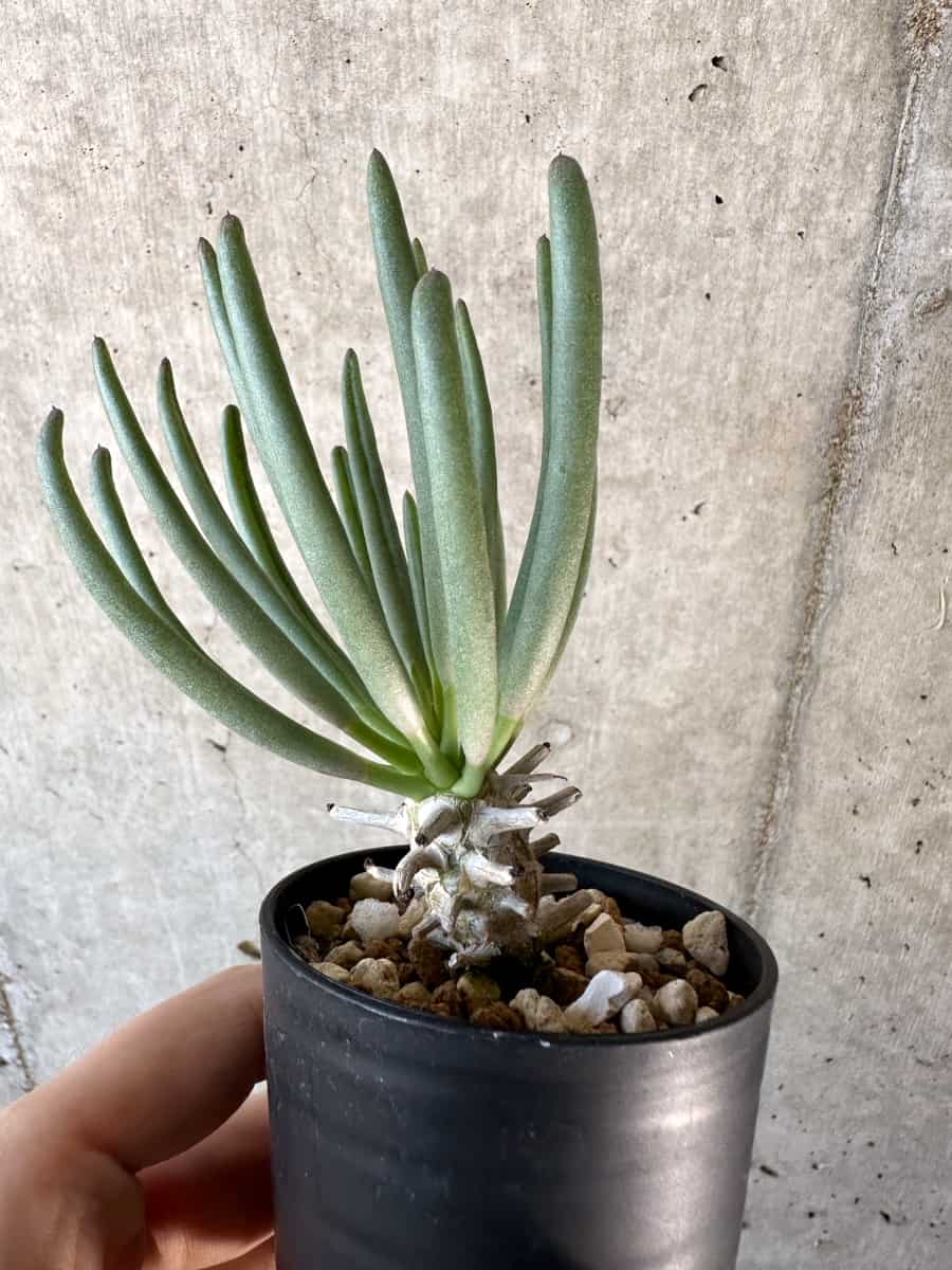 【現品限り】チレコドン・ワリチー【D22】 Tylecodon wallichii