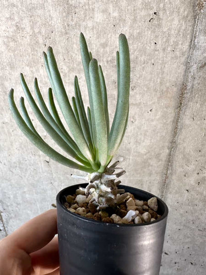 【現品限り】チレコドン・ワリチー【D22】 Tylecodon wallichii