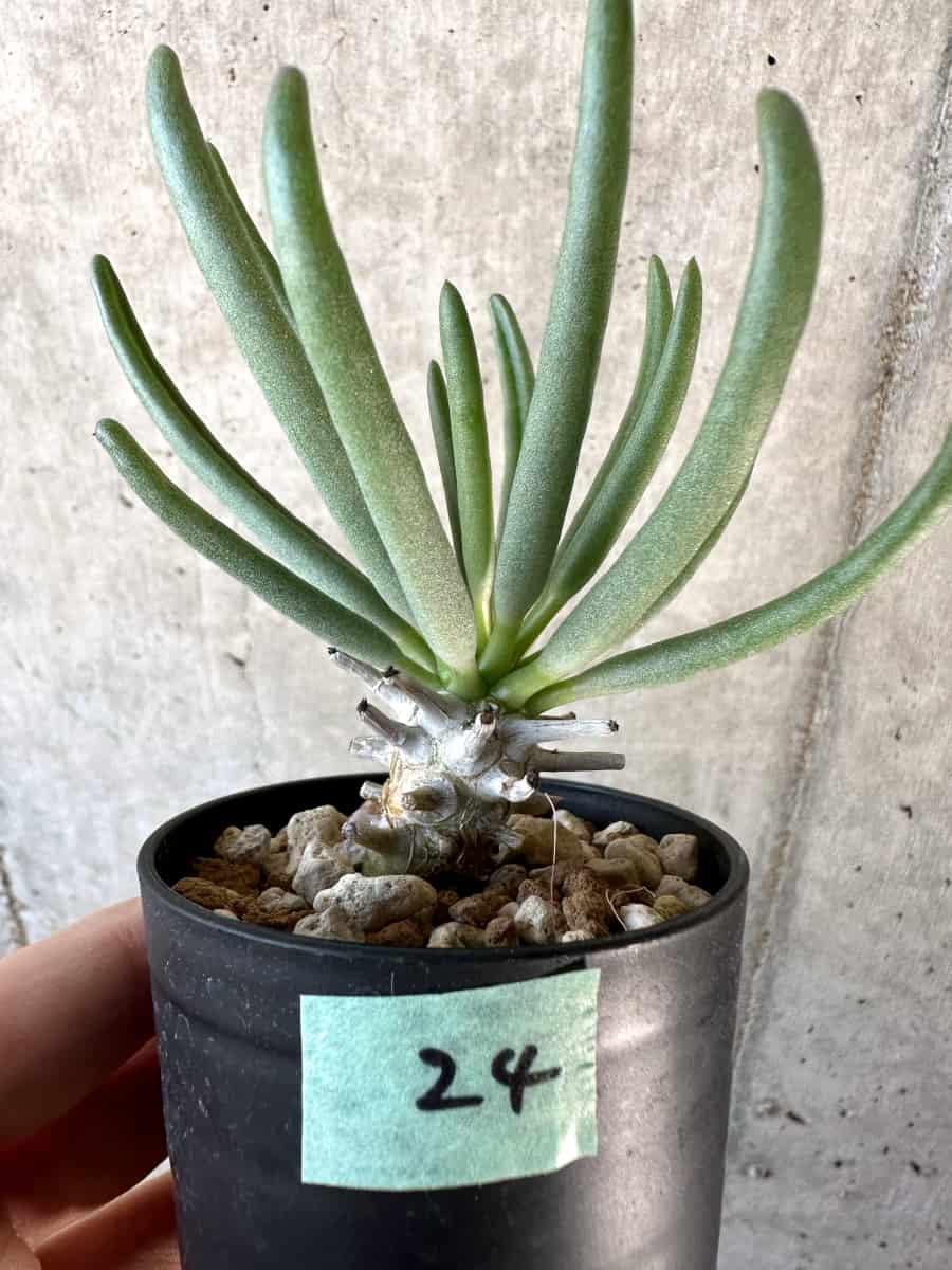 【現品限り】チレコドン・ワリチー【D24】 Tylecodon wallichii