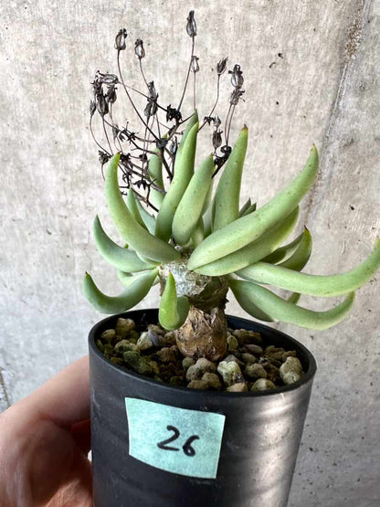 【現品限り】チレコドン・レティキュラーツス 万物想【D26】 Tylecodon reticulatus