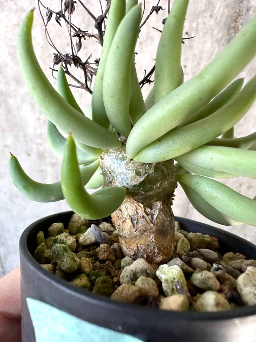 【現品限り】チレコドン・レティキュラーツス 万物想【D26】 Tylecodon reticulatus