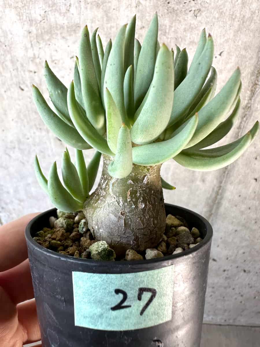 現品限り】チレコドン・レティキュラーツス 万物想【D27】 Tylecodon