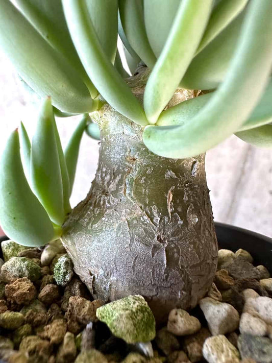 【現品限り】チレコドン・レティキュラーツス 万物想【D27】 Tylecodon reticulatus