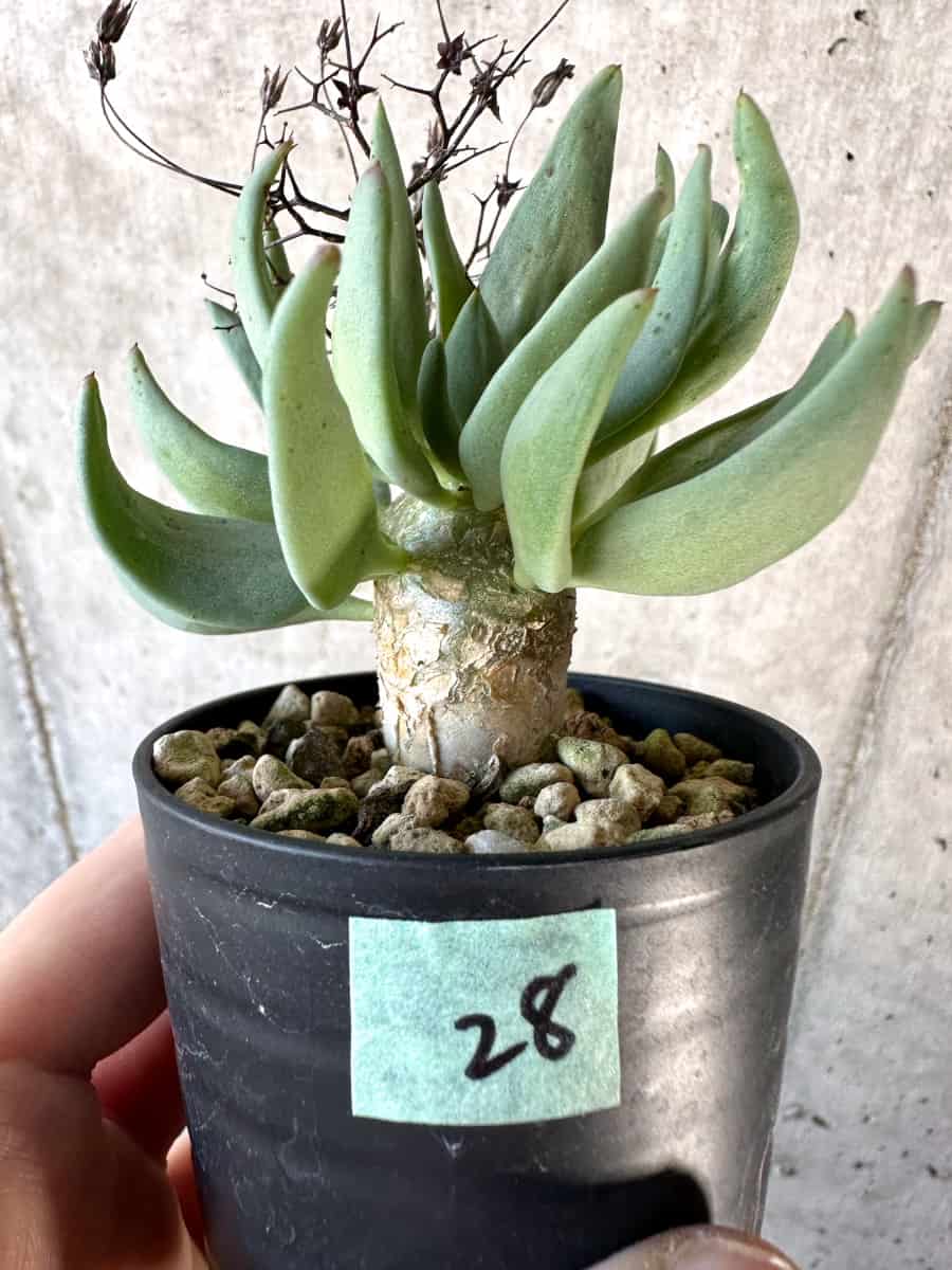 【現品限り】チレコドン・レティキュラーツス 万物想【D28】 Tylecodon reticulatus