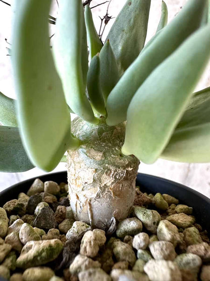 【現品限り】チレコドン・レティキュラーツス 万物想【D28】 Tylecodon reticulatus