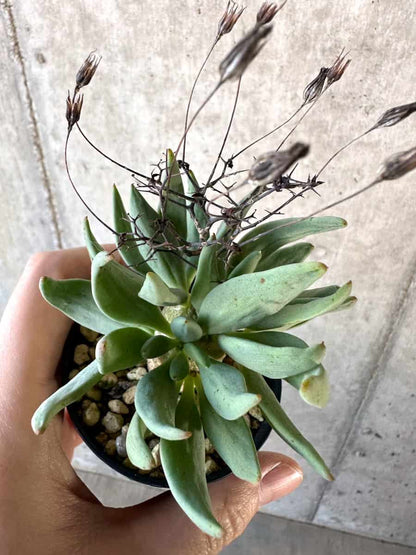 【現品限り】チレコドン・レティキュラーツス 万物想【D28】 Tylecodon reticulatus