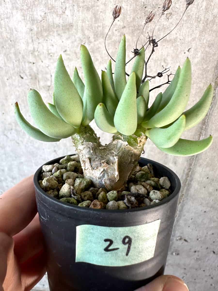 【現品限り】チレコドン・レティキュラーツス 万物想【D29】 Tylecodon reticulatus