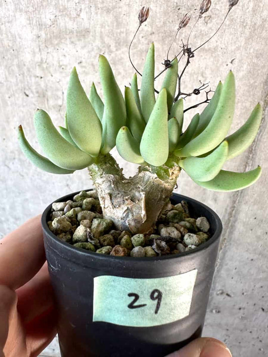 【現品限り】チレコドン・レティキュラーツス 万物想【D29】 Tylecodon reticulatus