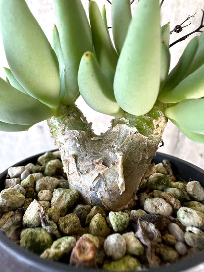 【現品限り】チレコドン・レティキュラーツス 万物想【D29】 Tylecodon reticulatus