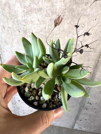 【現品限り】チレコドン・レティキュラーツス 万物想【D29】 Tylecodon reticulatus