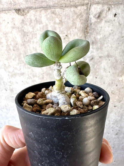 【現品限り】チレコドン・sp ノヴァ【D2】 Tylecodon sp nova