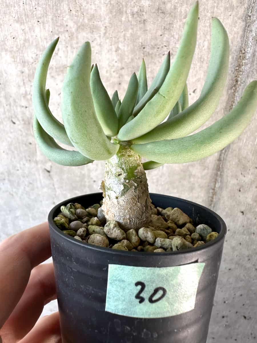 【現品限り】チレコドン・レティキュラーツス 万物想【D30】 Tylecodon reticulatus