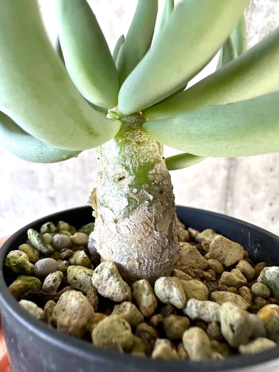 【現品限り】チレコドン・レティキュラーツス 万物想【D30】 Tylecodon reticulatus