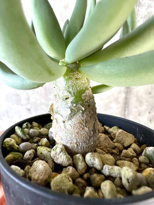 【現品限り】チレコドン・レティキュラーツス 万物想【D30】 Tylecodon reticulatus