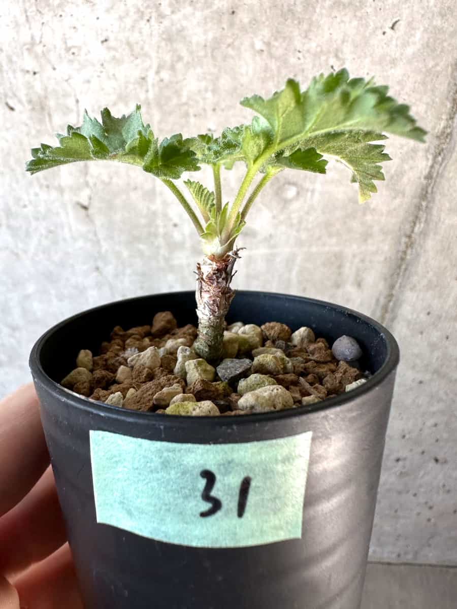 【現品限り】ペラルゴニウム・ボウケリ【D31】 Pelargonium bowkeri(Polyactium)