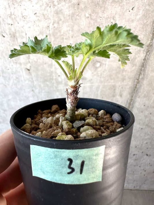 【現品限り】ペラルゴニウム・ボウケリ【D31】 Pelargonium bowkeri(Polyactium)