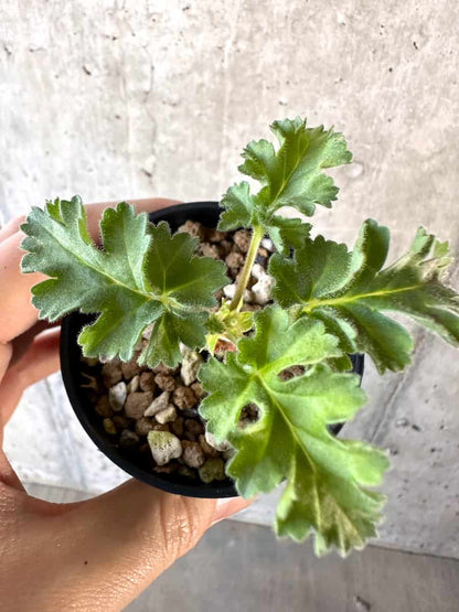 【現品限り】ペラルゴニウム・ボウケリ【D31】 Pelargonium bowkeri(Polyactium)