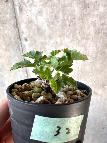 【現品限り】ペラルゴニウム・ボウケリ【D32】 Pelargonium bowkeri(Polyactium)