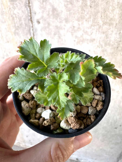 【現品限り】ペラルゴニウム・ボウケリ【D32】 Pelargonium bowkeri(Polyactium)