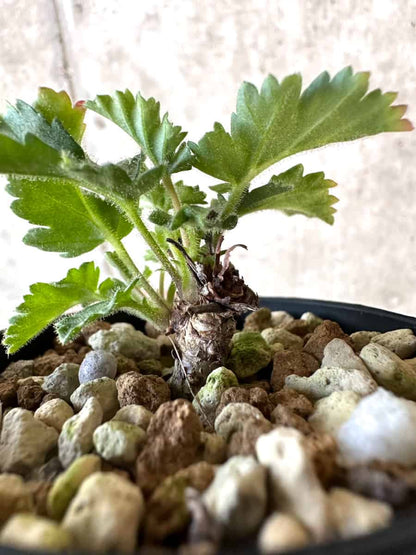 【現品限り】ペラルゴニウム・ボウケリ【D32】 Pelargonium bowkeri(Polyactium)