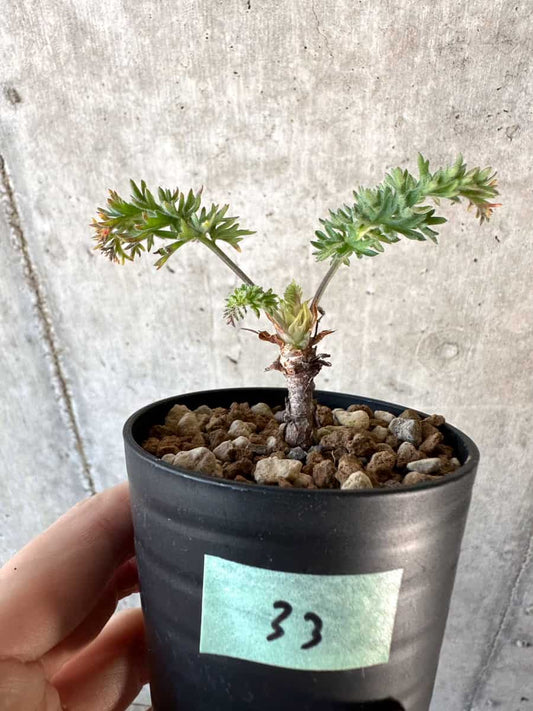 【現品限り】ペラルゴニウム・ボウケリ【D33】 Pelargonium bowkeri(Polyactium)
