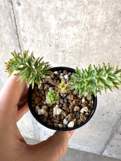 【現品限り】ペラルゴニウム・ボウケリ【D33】 Pelargonium bowkeri(Polyactium)