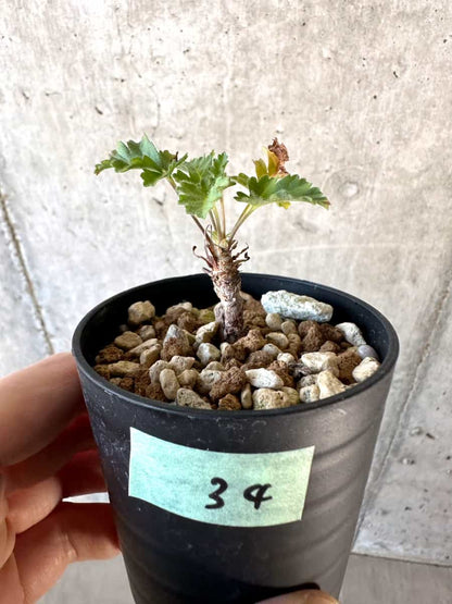 【現品限り】ペラルゴニウム・ボウケリ【D34】 Pelargonium bowkeri(Polyactium)