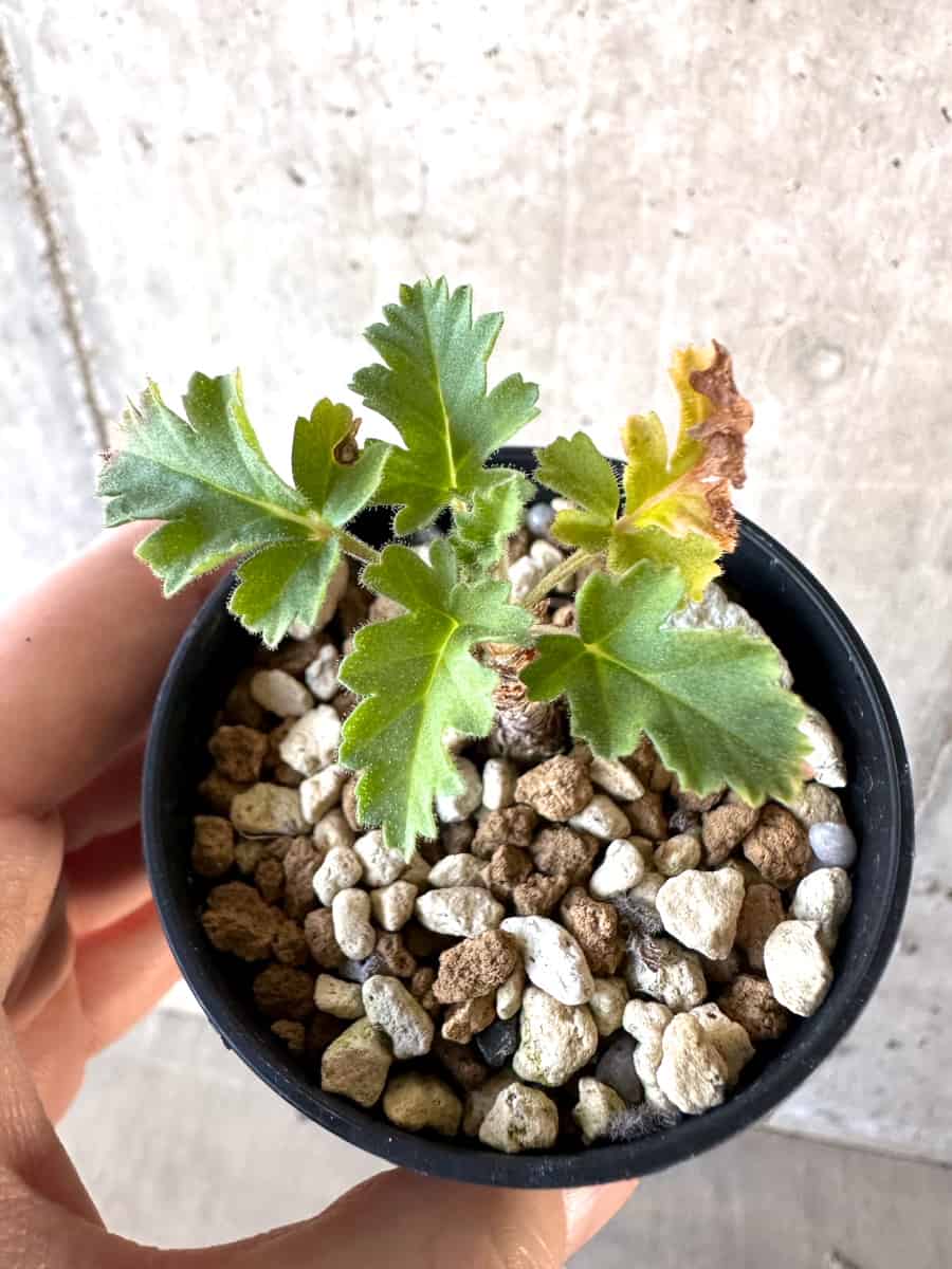 【現品限り】ペラルゴニウム・ボウケリ【D34】 Pelargonium bowkeri(Polyactium)