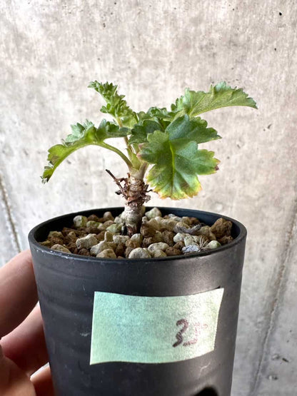 【現品限り】ペラルゴニウム・ボウケリ【D35】 Pelargonium bowkeri(Polyactium)