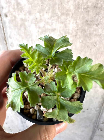 【現品限り】ペラルゴニウム・ボウケリ【D35】 Pelargonium bowkeri(Polyactium)